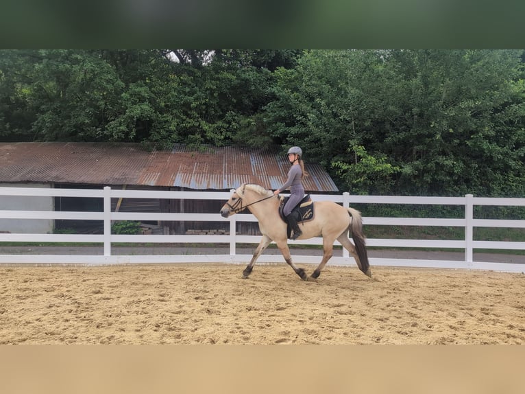 Fjord Horses Gelding 4 years 14.3 hh Dun in Morsbach