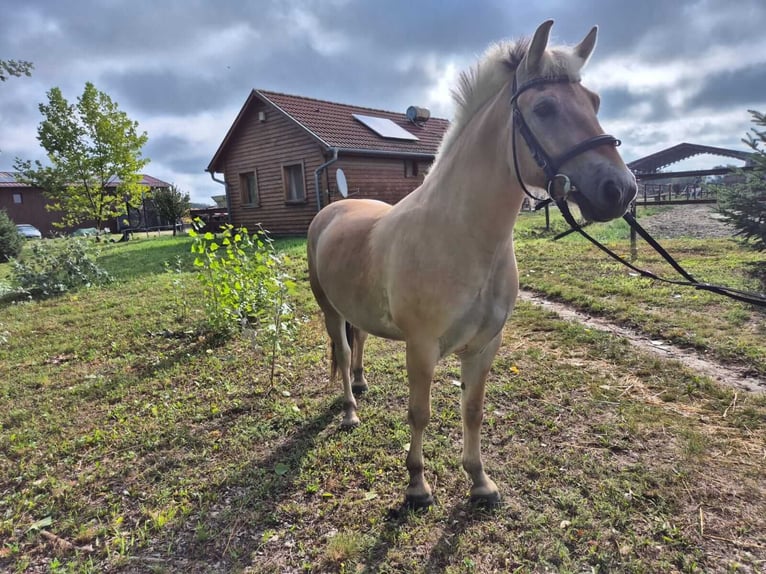 Fjord Horses Gelding 4 years 14,1 hh Brown-Light in Győrzámoly