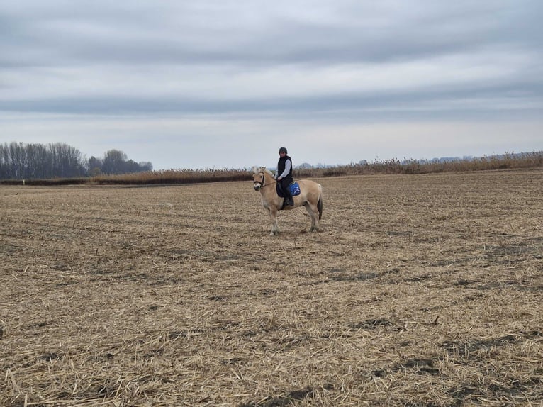Fjord Horses Gelding 4 years 14,1 hh Brown-Light in Győrzámoly