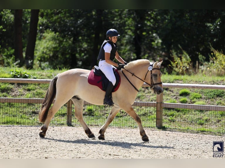 Fjord Horses Gelding 4 years 14,1 hh Dun in Puy de Dome