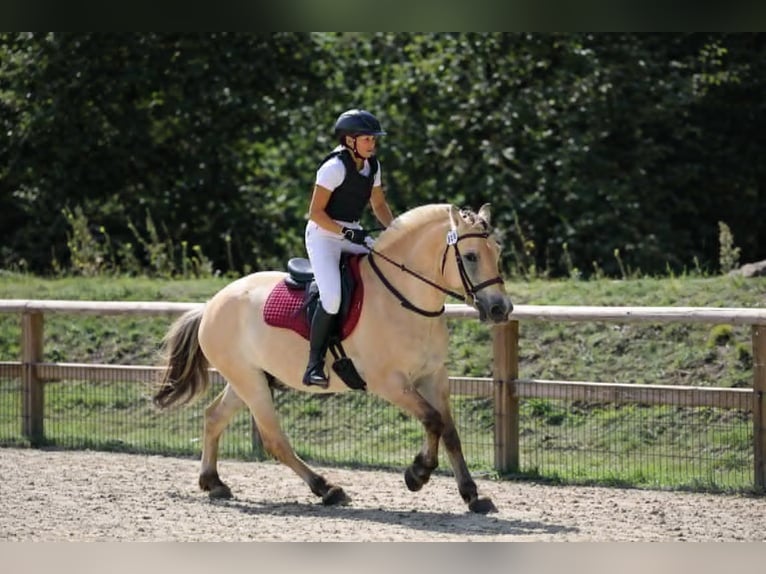 Fjord Horses Gelding 4 years 14,1 hh Dun in Thiers