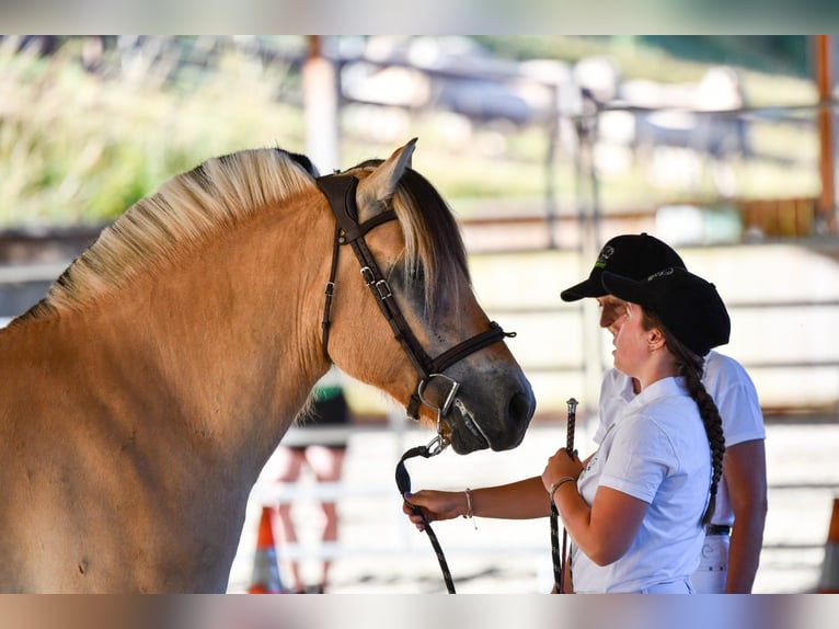 Fjord Horses Gelding 4 years 14,1 hh Dun in Thiers