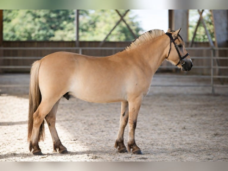 Fjord Horses Gelding 4 years 14,1 hh Dun in Puy de Dome