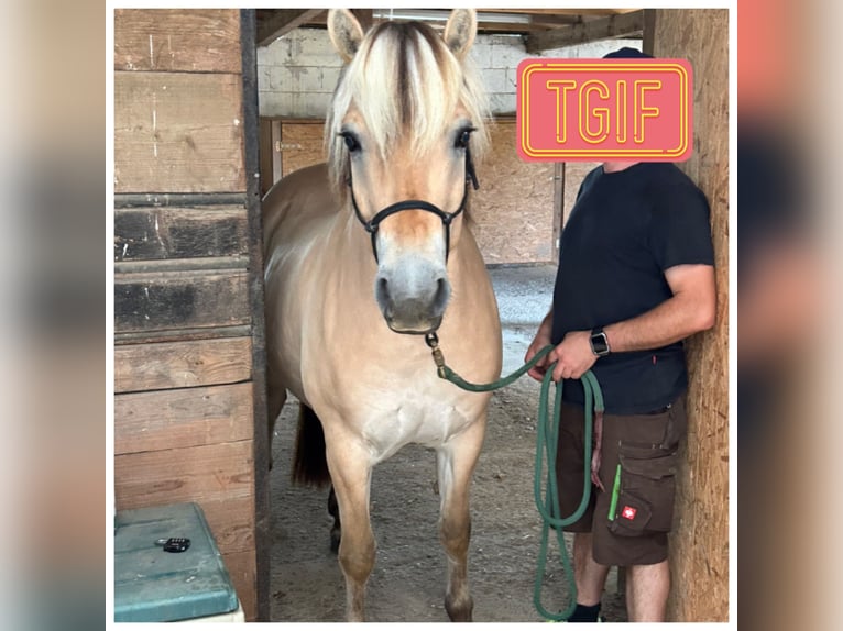 Fjord Horses Gelding 4 years 14,1 hh Dun in Gro&#xDF;-Bieberau