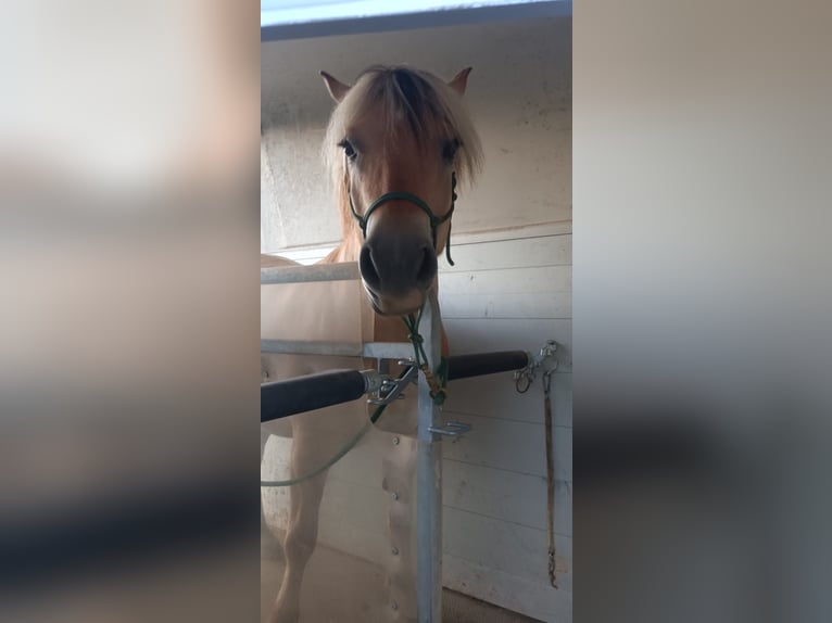 Fjord Horses Gelding 4 years 14,1 hh Dun in Gro&#xDF;-Bieberau