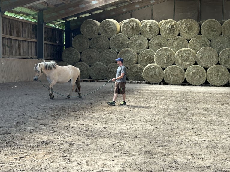 Fjord Horses Gelding 4 years 14,1 hh Dun in Gro&#xDF;-Bieberau