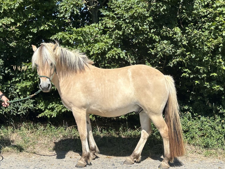 Fjord Horses Gelding 4 years 14,1 hh Dun in Gro&#xDF;-Bieberau