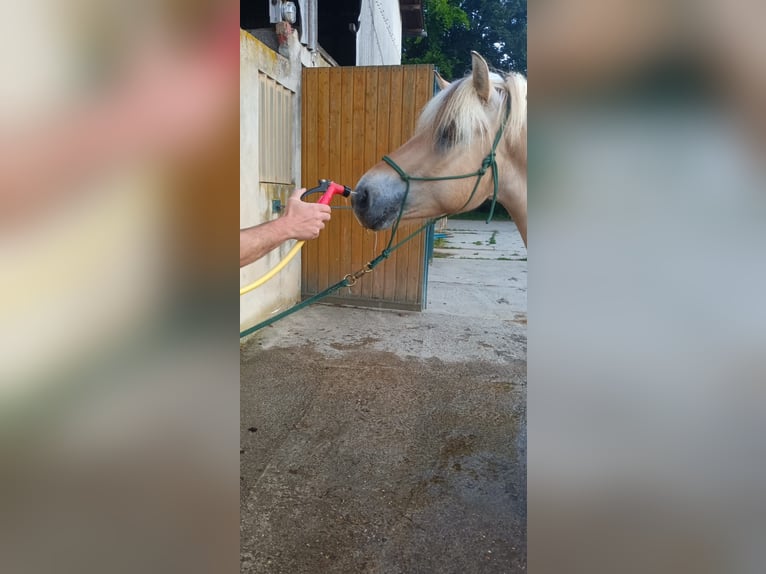 Fjord Horses Gelding 4 years 14,1 hh Dun in Gro&#xDF;-Bieberau