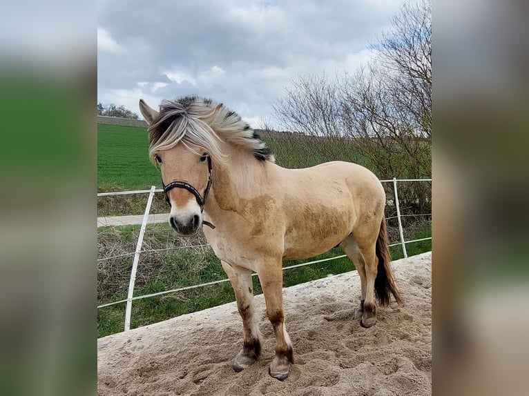 Fjord Horses Gelding 4 years 14,1 hh Dun in Güntersleben