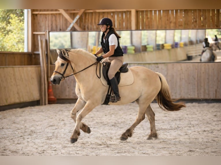 Fjord Horses Gelding 4 years 15,1 hh Dun in Thiers