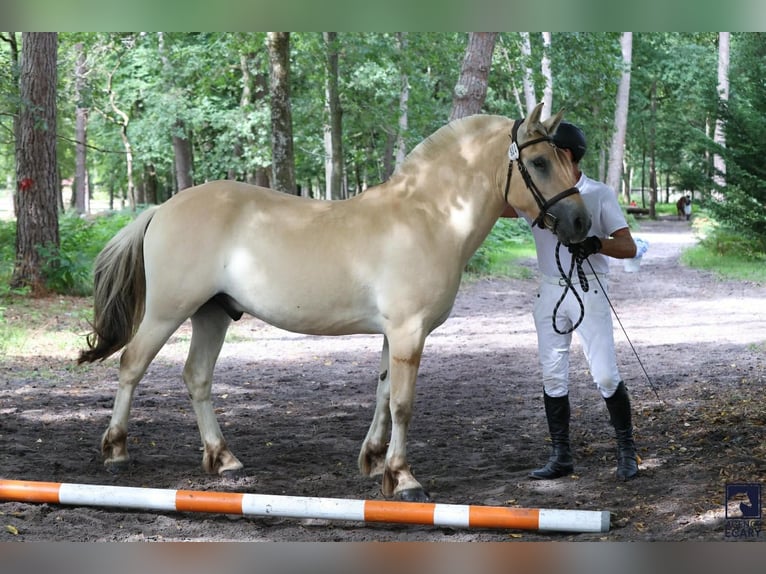 Fjord Horses Gelding 4 years 15,1 hh Dun in Thiers