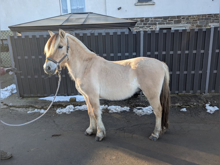 Fjord Horses Gelding 5 years 14,1 hh Dun in Morsbach