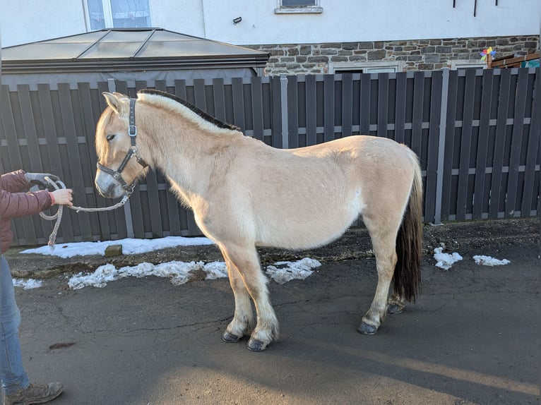 Fjord Horses Gelding 5 years 14,1 hh Dun in Morsbach