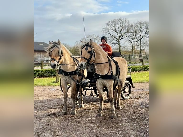 Fjord Horses Gelding 5 years 14,1 hh Dun in Morsbach