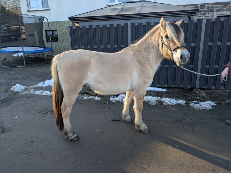 Fjord Horses Gelding 5 years 14,1 hh Dun in Morsbach