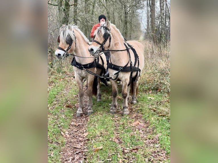 Fjord Horses Gelding 5 years 14,1 hh Dun in Morsbach