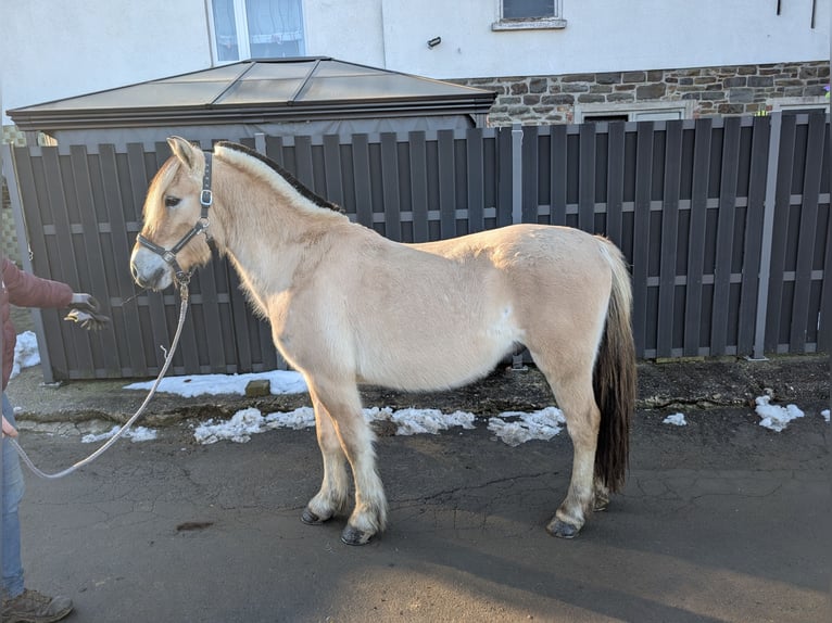 Fjord Horses Gelding 5 years 14,1 hh Dun in Morsbach