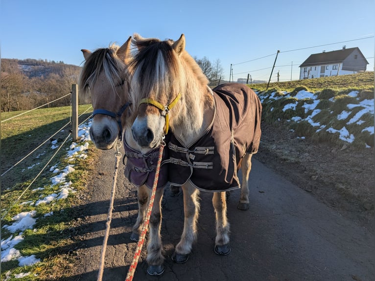 Fjord Horses Gelding 5 years 14,1 hh Dun in Morsbach