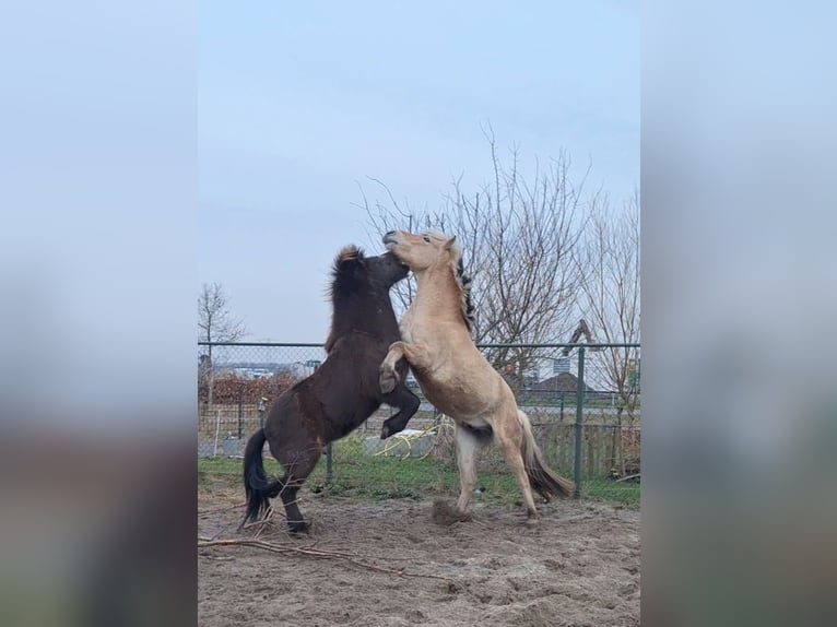 Fjord Horses Gelding 5 years 14.1 hh  in Kruisland