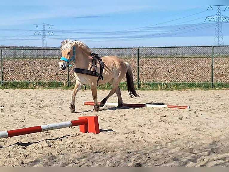 Fjord Horses Gelding 5 years 14.1 hh  in Kruisland