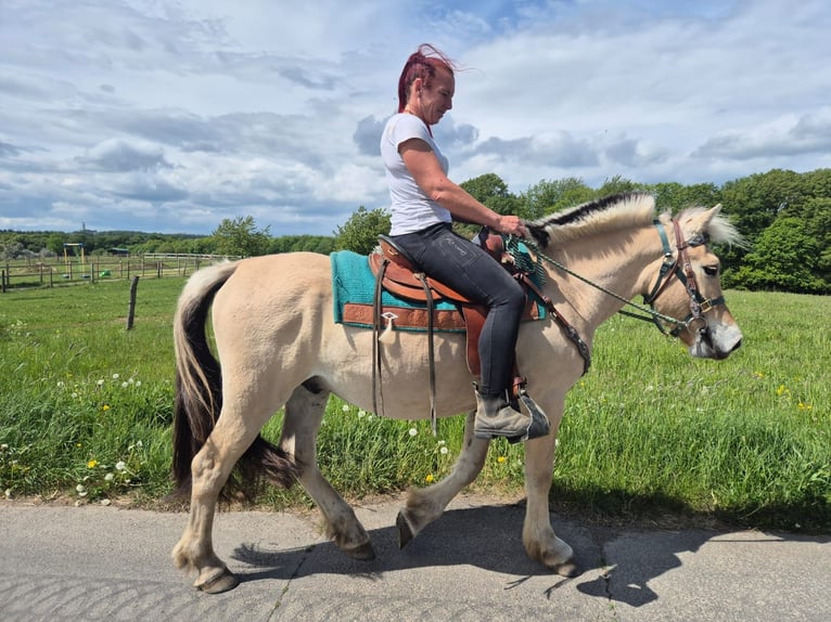 Fjord Horses Gelding 5 years 14.2 hh Dun in Linkenbach