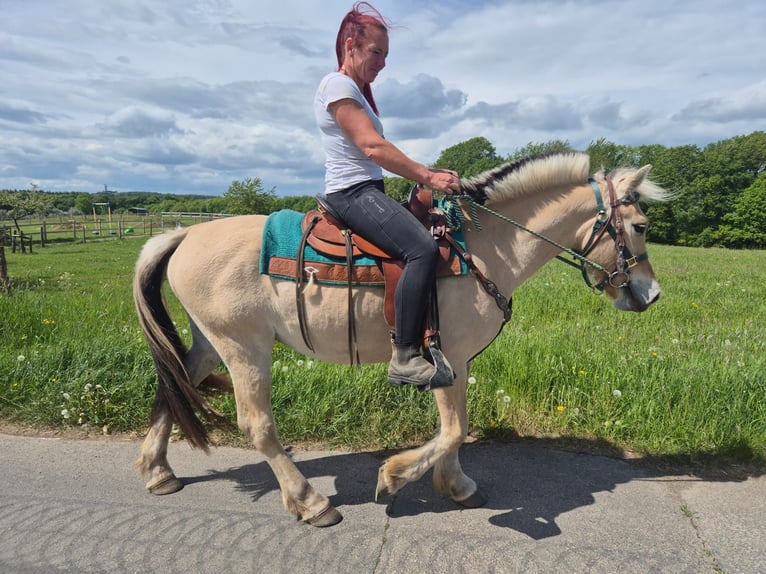 Fjord Horses Gelding 5 years 14.2 hh Dun in Linkenbach