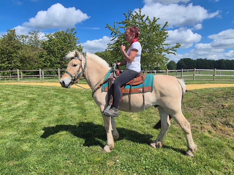 Fjord Horses Gelding 5 years 14.2 hh Dun in Linkenbach