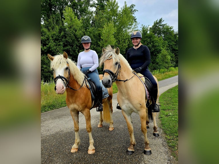Fjord Horses Gelding 5 years 14 hh Dun in Kressbronn am Bodensee