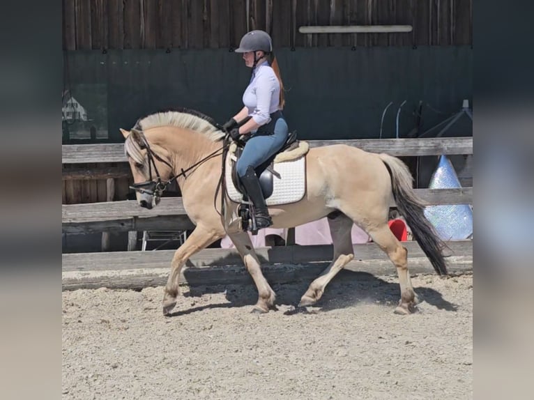 Fjord Horses Gelding 5 years 14 hh Dun in Kressbronn am Bodensee