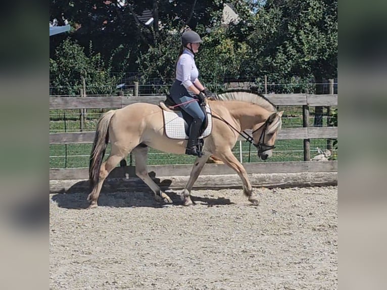 Fjord Horses Gelding 5 years 14 hh Dun in Kressbronn am Bodensee