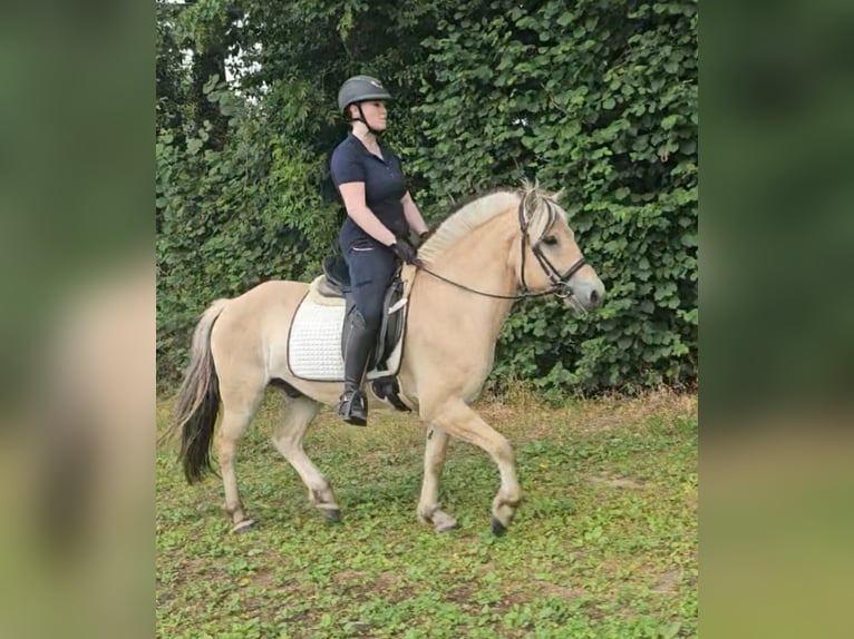 Fjord Horses Gelding 5 years 14 hh Dun in Kressbronn am Bodensee