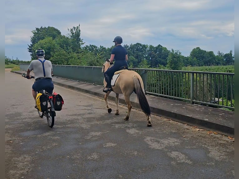 Fjord Horses Gelding 5 years 14 hh Dun in Kressbronn am Bodensee