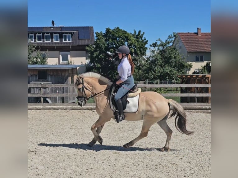 Fjord Horses Gelding 5 years 14 hh Dun in Kressbronn am Bodensee