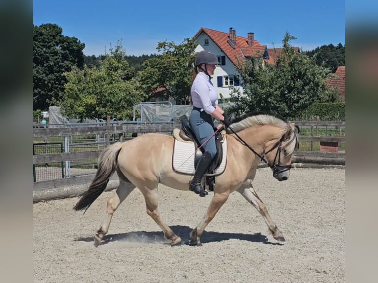 Fjord Horses Gelding 5 years 14 hh Dun in Kressbronn am Bodensee