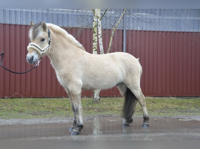 Fjord Horses Gelding 5 years 14 hh Dun in Nahe