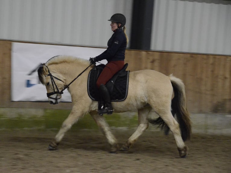 Fjord Horses Gelding 5 years 14 hh Dun in Nahe