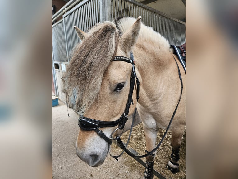 Fjord Horses Gelding 5 years 14 hh Dun in Mannheim