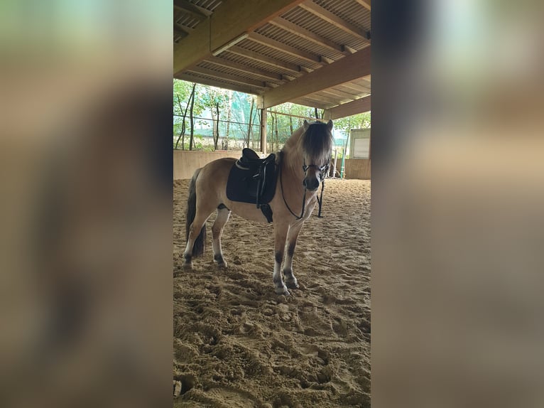 Fjord Horses Gelding 5 years 14 hh Dun in Mannheim