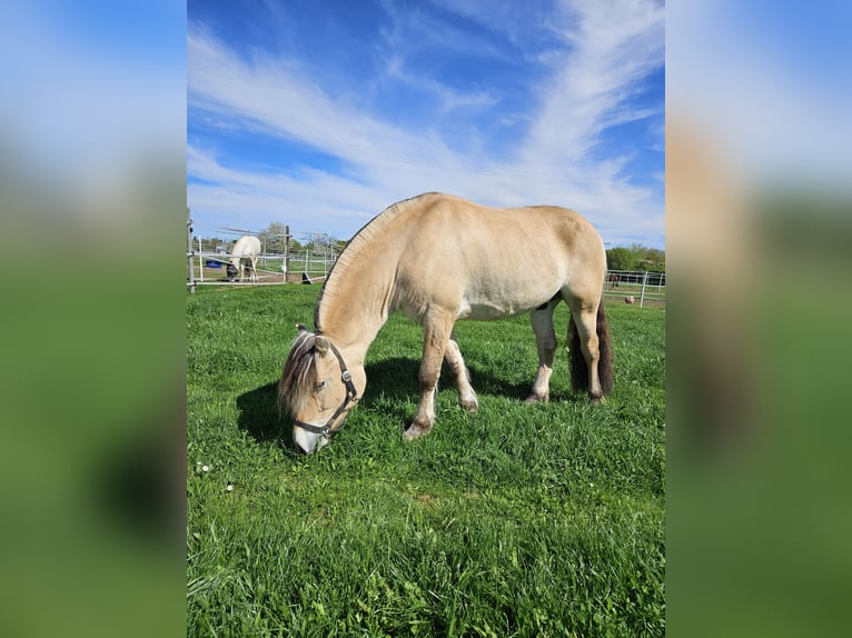 Fjord Horses Gelding 5 years 14 hh Dun in Mannheim