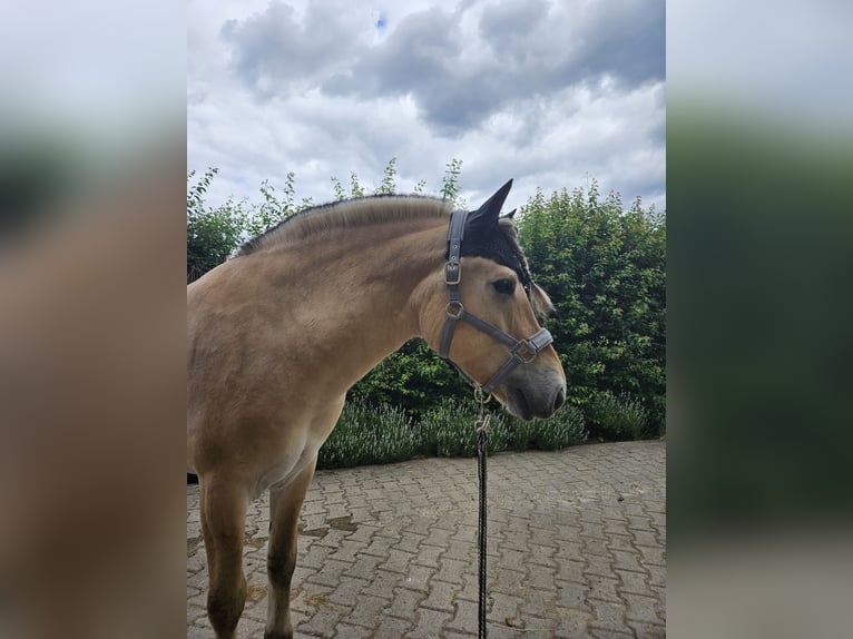 Fjord Horses Gelding 5 years 14 hh Dun in Mannheim