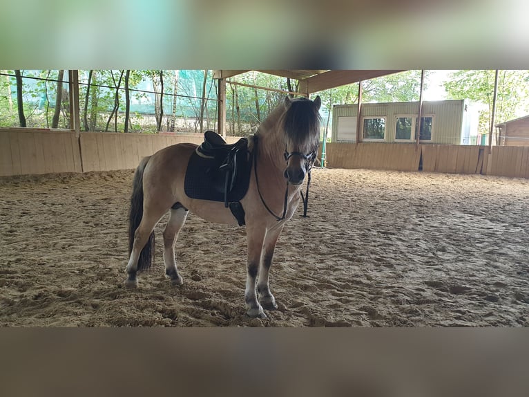 Fjord Horses Gelding 5 years 14 hh Dun in Mannheim