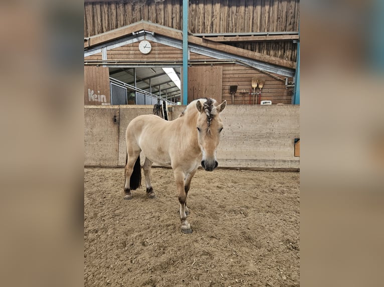 Fjord Horses Gelding 5 years 14 hh Dun in Mannheim