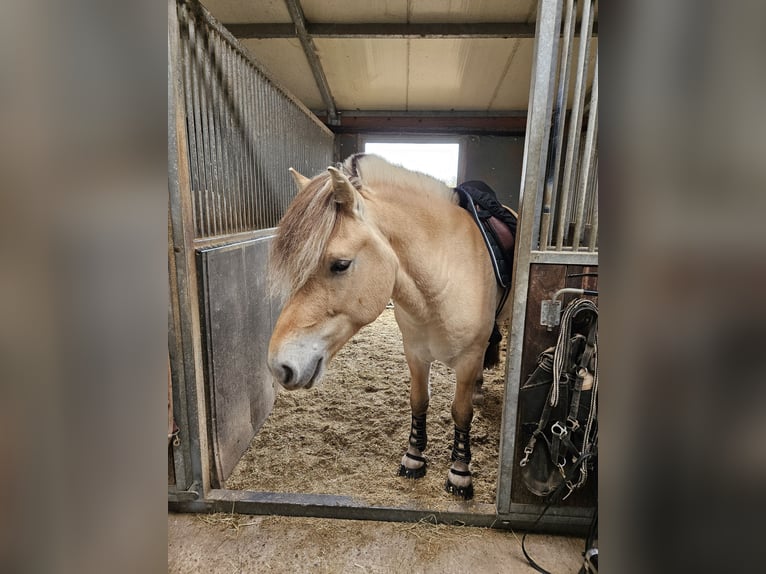 Fjord Horses Gelding 5 years 14 hh Dun in Mannheim