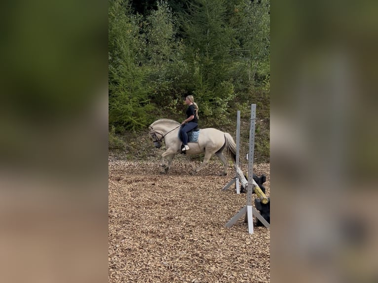Fjord Horses Gelding 5 years 14 hh White in Gratwein-Stra&#xDF;engel