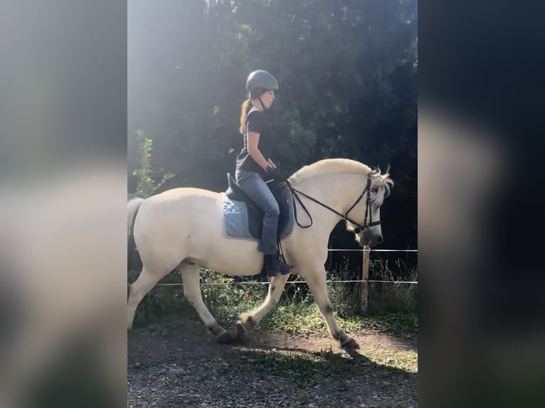 Fjord Horses Gelding 5 years 14 hh White in Gratwein-Stra&#xDF;engel