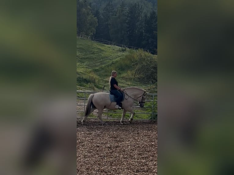 Fjord Horses Gelding 5 years 14 hh White in Gratwein-Stra&#xDF;engel