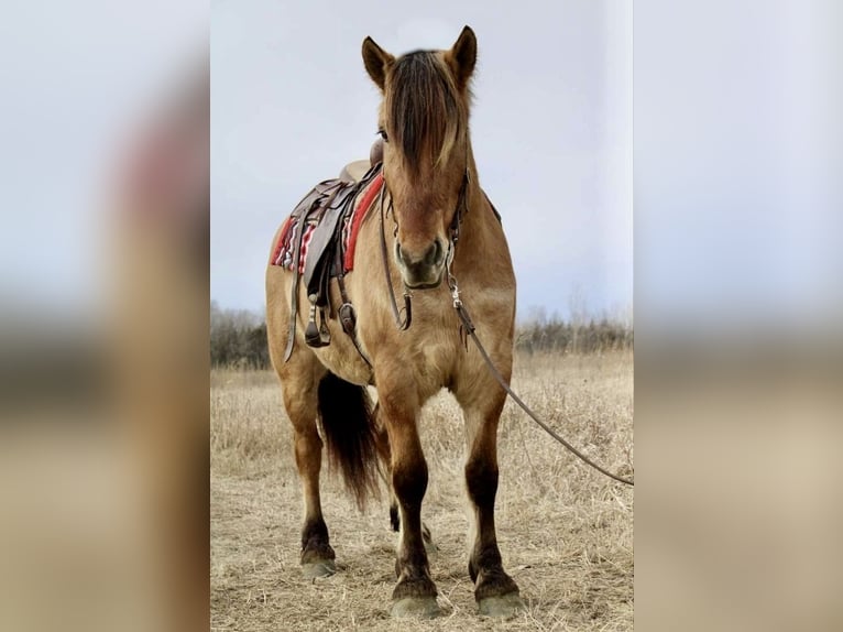 Fjord Horses Mix Gelding 5 years 15,3 hh Dun in Battle Creek, IA