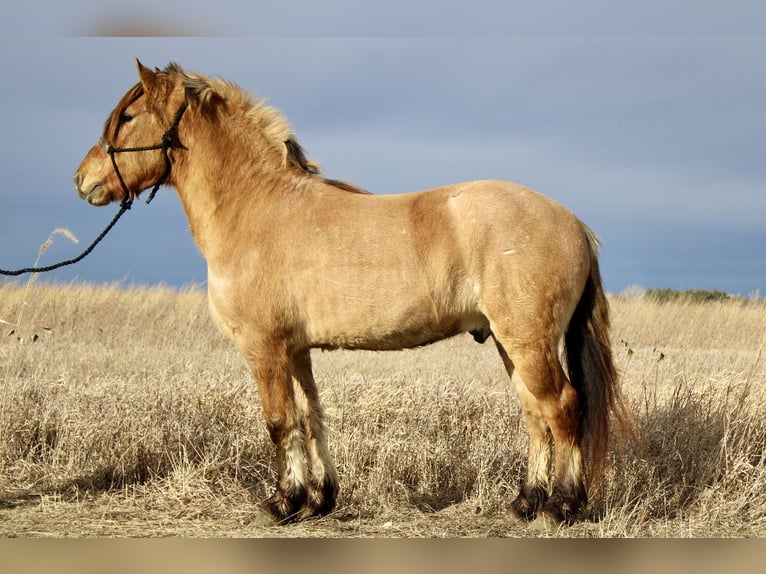 Fjord Horses Mix Gelding 5 years 15,3 hh Dun in Battle Creek, IA