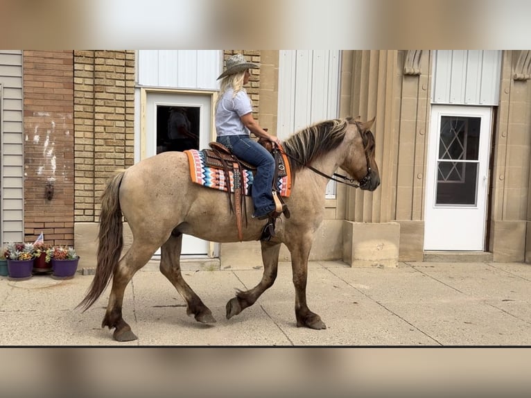 Fjord Horses Mix Gelding 5 years 15.3 hh Dun in Battle Creek
