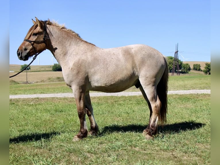 Fjord Horses Mix Gelding 5 years 15.3 hh Dun in Battle Creek